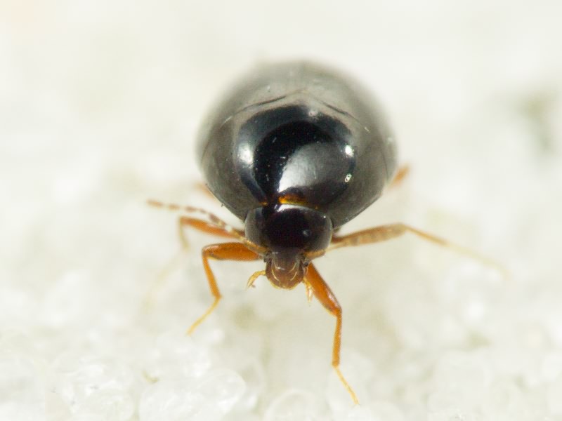 Scaphisoma agaricinum (Linnaeus, 1758)